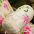 Floral Patch Ivory English Country Rose Bolster